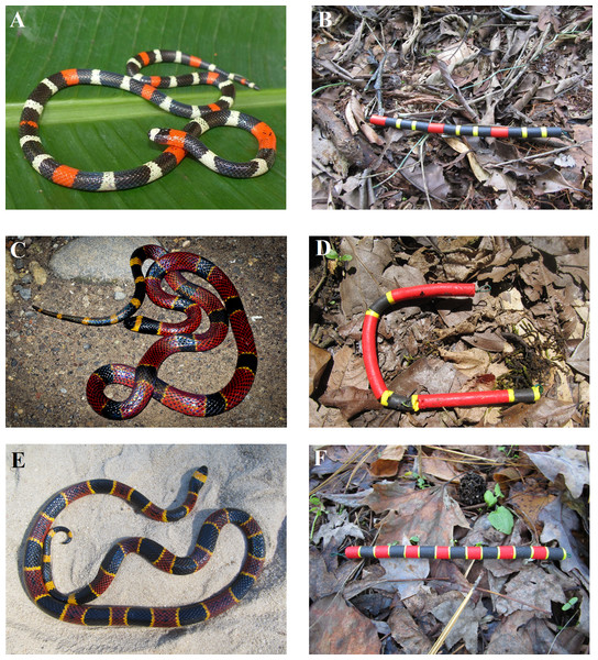 Study snake species.