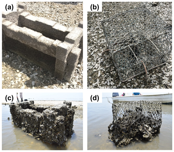 Photos of concrete and crab trap treatments at the start and end of the experiment.