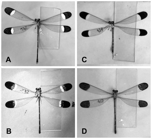 The four manipulative experiments.