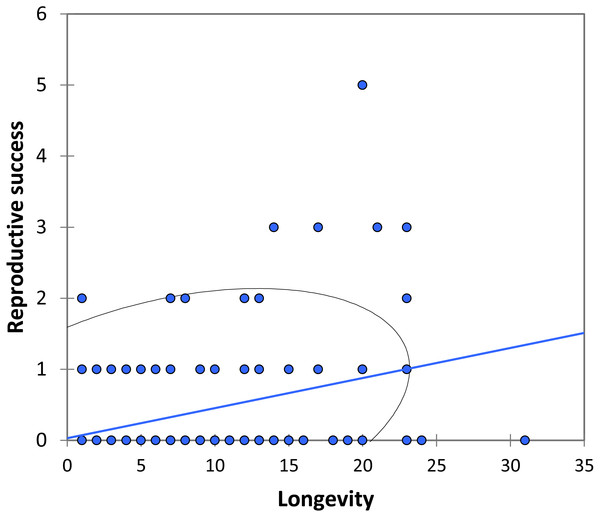 The relationship between longevity and reproductive success (number of matings) for BW males of P. zoe.