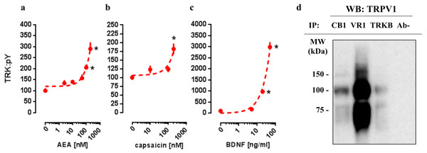 In vitro concentration response effects of anandamide (AEA), capsaicin (CPS) and BDNF on TRKB phosphorylation.