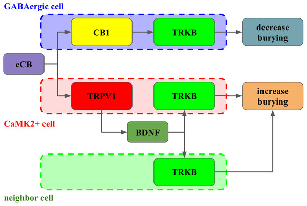 Interaction between CB1, TRPV1 and TRKB regulating burying behavior.