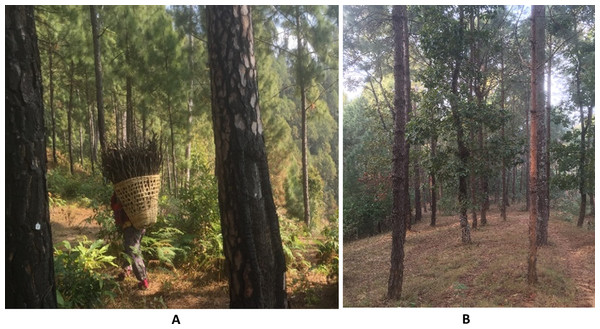 Photos of the community forest study area showing (A) local people collecting fuelwood and fallen needles for domestic use and (B) the resulting openness of the forest ground layer.