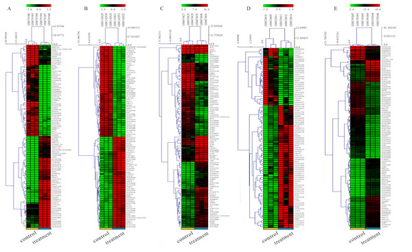 Hierarchial clustering heatmap image of DEGs screened on the basis of |fold change |> 2.0, P-value < 0.05.