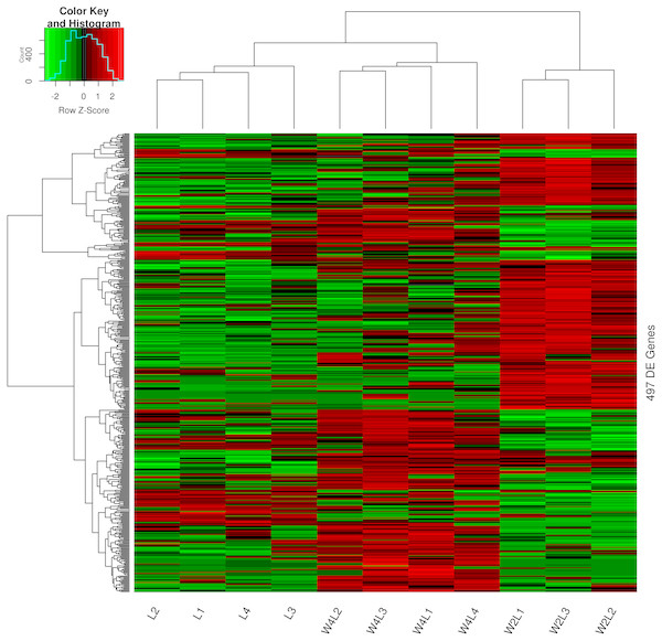 Heatmap of the 497 DEGs in the three groups.