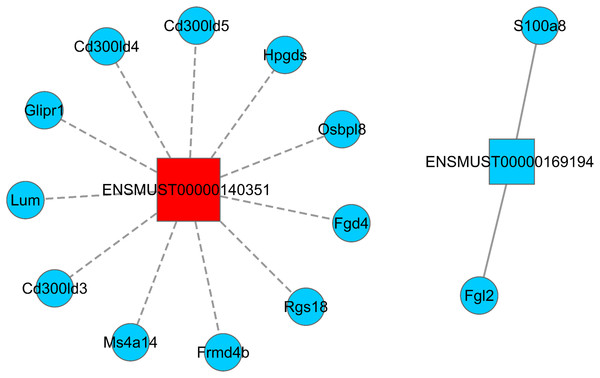 LncRNA–mRNA regulatory network (ENSMUST0000140351 and ENSMUST00000169194).