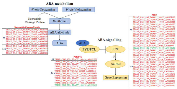 Differentially expressed genes participating in ABA biosynthesis and ABA signalling selected by Mapman.
