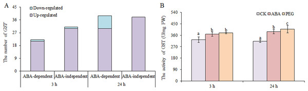 Number of GSTs (A) and GST activity (B) in wheat roots in response to ABA and osmotic stress.