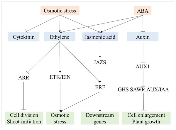 Interaction among phytohormones signal transduction responding to osmotic stress.