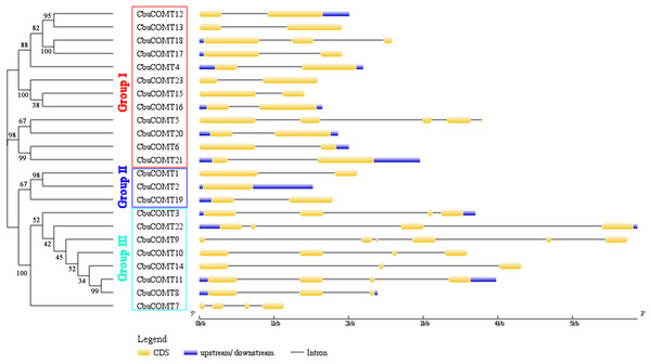 Phylogenetic analysis of CbuCOMT proteins and exon-intron structure of the corresponding genes.