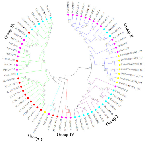 Phylogenetic analysis of CbuCOMT and COMT genes from Arabidopsis thaliana, Populus trichocarpa and Zea mays by MEGA 7.0.
