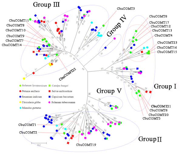 Phylogenetic analysis of CbuCOMTs and other COMT gene family members.