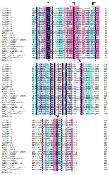Multiple sequence alignment of the conserved domains of the COMT proteins.