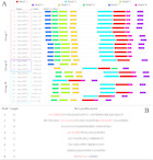 Genome-wide analysis of the Catalpa bungei caffeic acid O ...