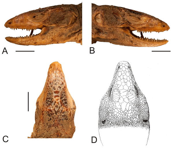 Head of the lectotype of Callopistes maculatus Gravenhorst, 1838 (MNHUW 1320).