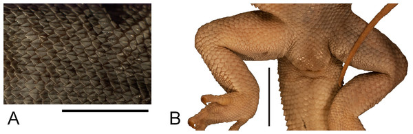 Morphological details of the Liolaemus conspersus holotype (MNHUW 1321).