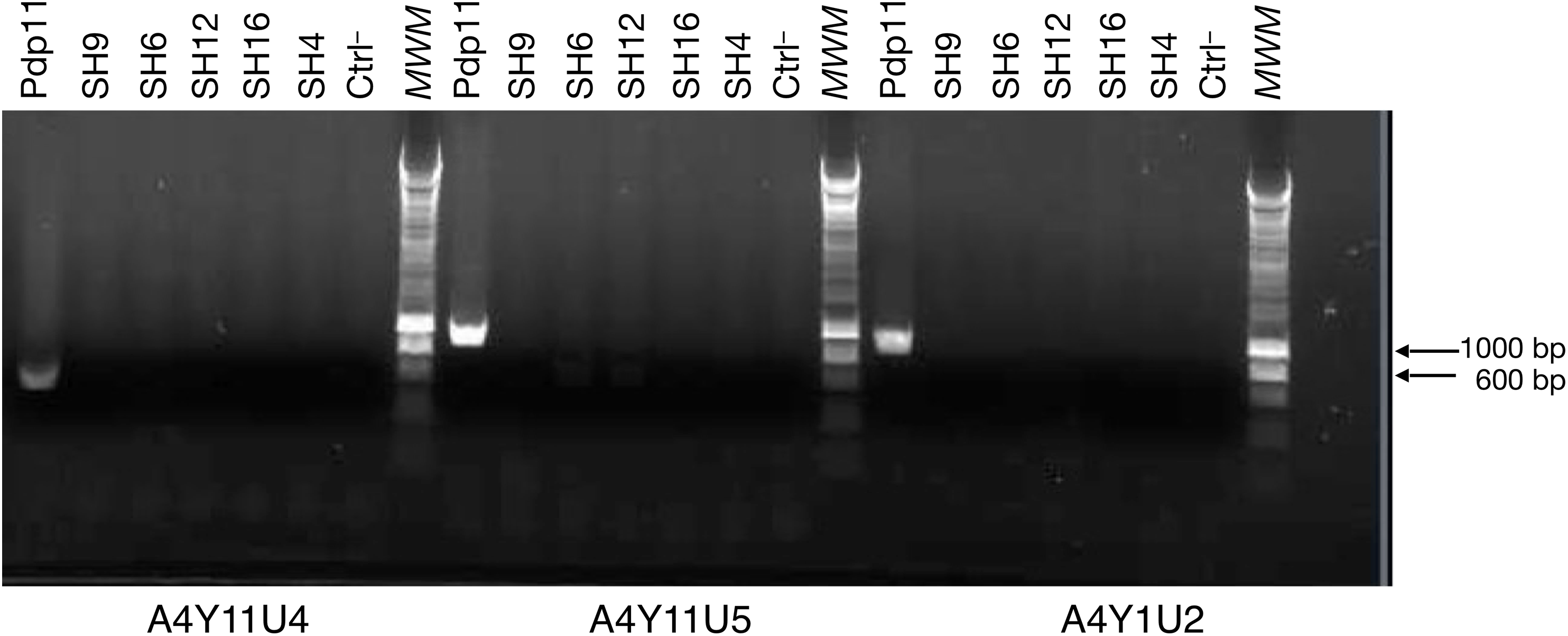 Tarsynflow A Workflow For Bacterial Genome Comparisons That Revealed Genes Putatively Involved In The Probiotic Character Of Shewanella Putrefaciens Strain Pdp11 Peerj