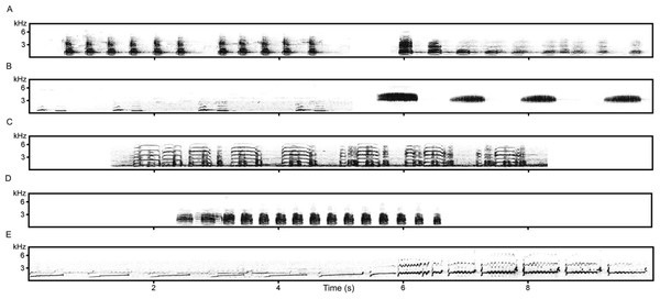 Spectrograms of calls used in playbacks.