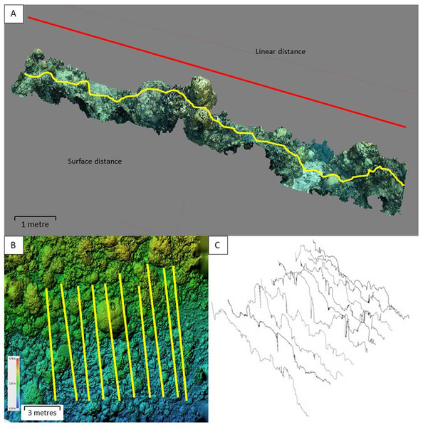 A virtual reef with the rugosity index transects.