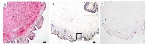 SDO protein distribution in the body wall of U. unicinctus.