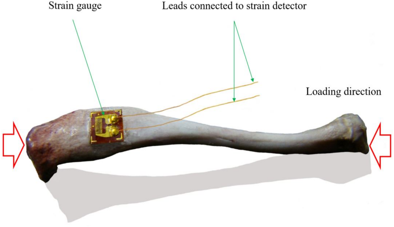 Experimental Mechanical Strain Measurement Of Tissues Peerj