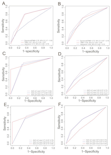ROC analysis for comparing survival prediction power between the PCG signature and TNM stage in the training (A) and entire dataset (B) and time-dependent ROC analysis of the signature and TNM stage in the training (C, D) and entire dataset (E, F).