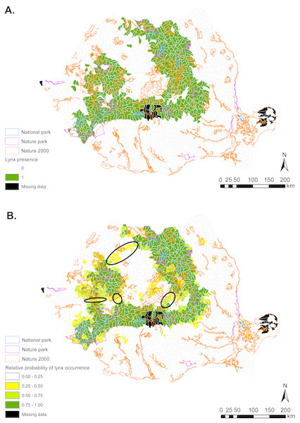 (A) Eurasian lynx presence (1) and absence (0) based on footprint tracking in 2011 at the level of Romania’s WMUs. (B) Predicted relative probabilities of Eurasian lynx occurrence based on our top habitat model.