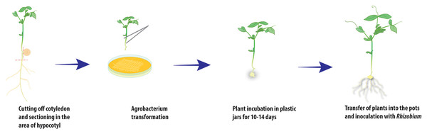 Scheme of A. rhizogenes-mediated transformation of pea plants.