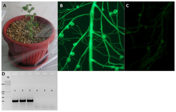 Analysis of transformed pea plants after R. leguminosarum inoculation.
