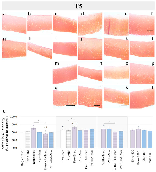 Histological staining with safranin-O (×100) of conditioned canine cartilage explants at T5.