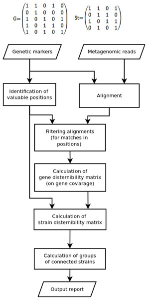 The algorithm of the TAGMA software.