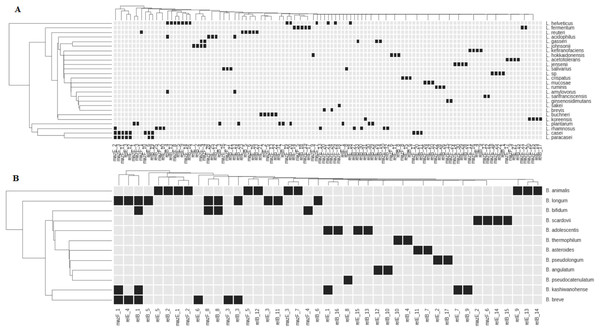 Representation of TASs type II genes of superfamilies RelBE and MazEF in the species of Lactobacillus (A) and Bifidobacterium (B).