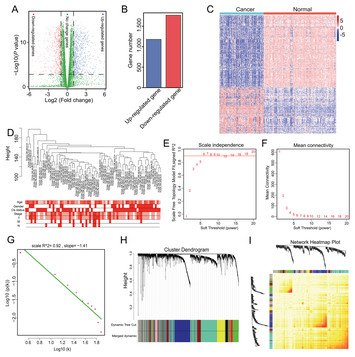 Identification of four hub genes associated with adrenocortical ...