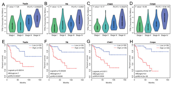 Significant correlation between hub gene expression with pathological stage and survival.