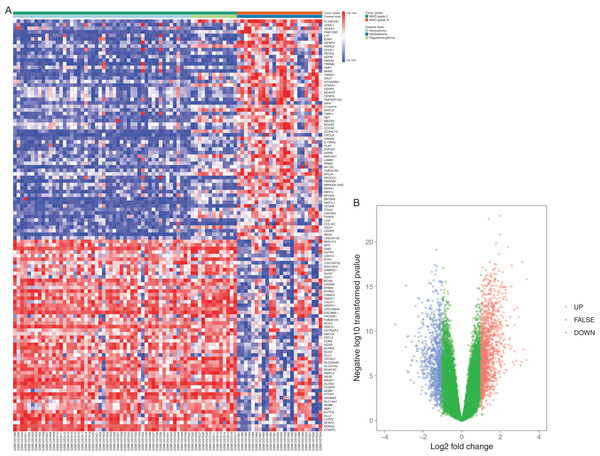 Differentially expressed gene expression heatmap and volcano plot of glioma.