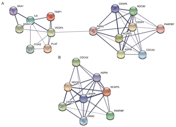 protein–protein interaction network and top module of hub genes.