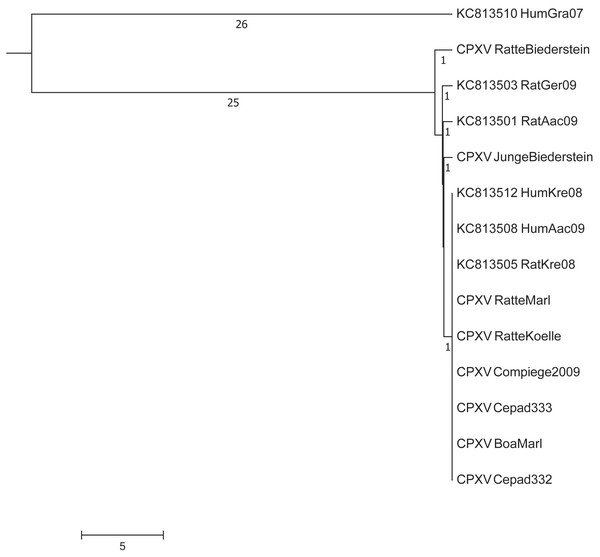 Maximum-Parsimony Dendrogram of extracted and concatenated SNP-positions of pet rat-associated cowpox virus strains.