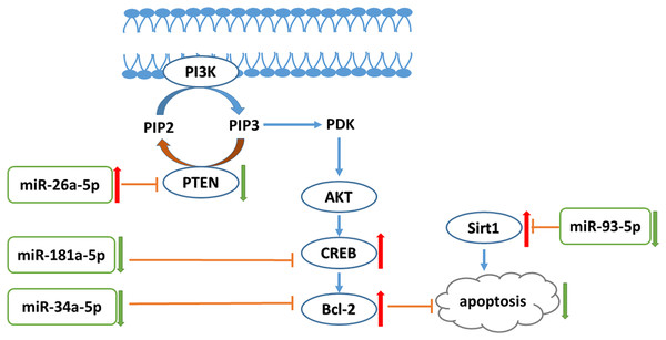PI3K/AKT-Bcl-2 pathway was involved in the liraglutide treated aorta.