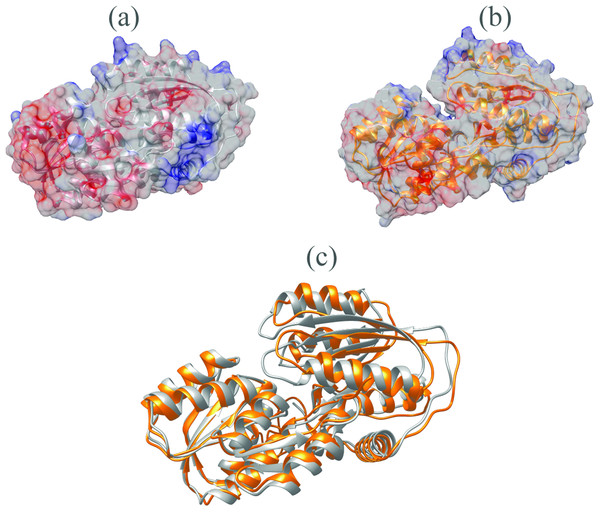 Surface electrostatic potential of crystal (A) and homology model (B) calculated according to Coulomb’s law.