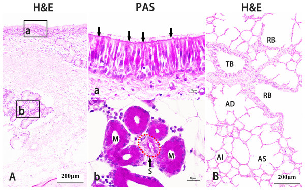 Histological characteristics of Bactrian camel lungs.
