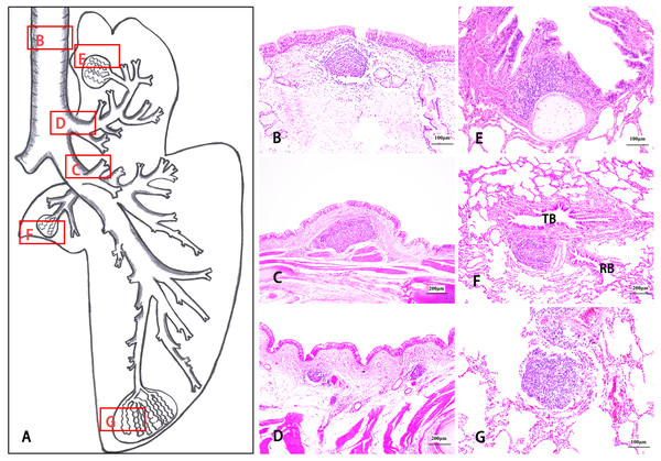 The morphological distribution characteristics of isolated lymphoid follicles (ILFs) in Bactrian camel lungs.