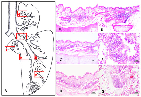 The morphological distribution characteristics of aggregates of lymphoid follicles in Bactrian camel lungs.