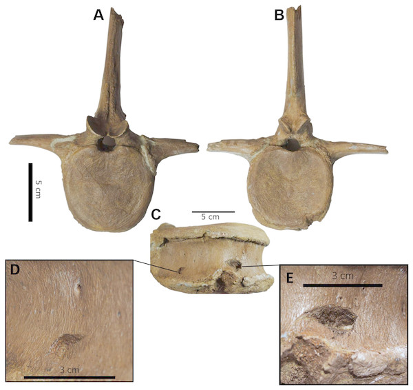 Punctured caudal vertebra of BMR P2007.4.1.