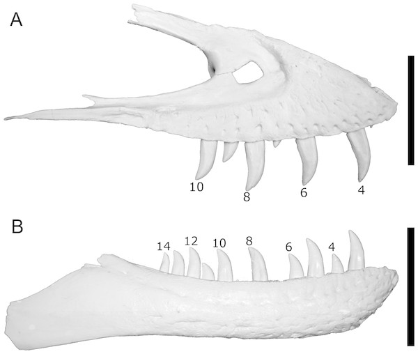 Casts of BMR P2002.4.1 maxilla (A) and dentary (B) to illustrate the tooth positions used for spacing measurements.