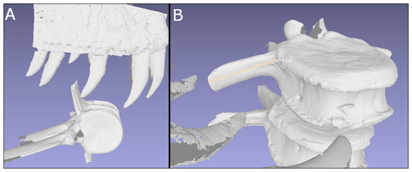 Digitized comparisons between tyrannosaur maxillae and BMR P2007.4.1.