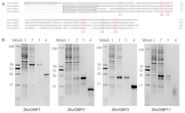 Sequence alignment of SfurOBPs and production of recombinant SfurOBPs.