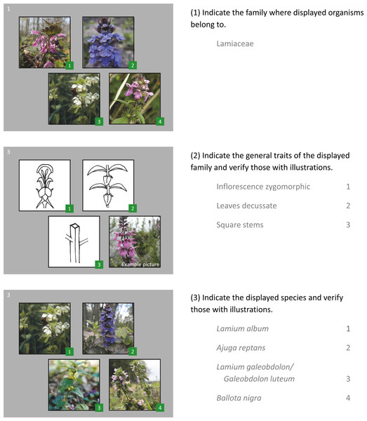 Example of a question cluster from the questionnaire for one plant family.