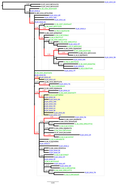 Maximum likelihood tree of the Jordanian HBV sequences with similar GenBank sequences.