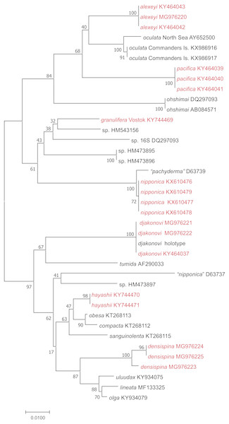 NJ tree (p-distance) based on 16S rRNA partial nucleotide sequences. Bootstrap 1,000 replicates.