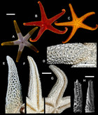 Sea stars of the genus Henricia Gray, 1840 (Echinodermata, Asteroidea ...